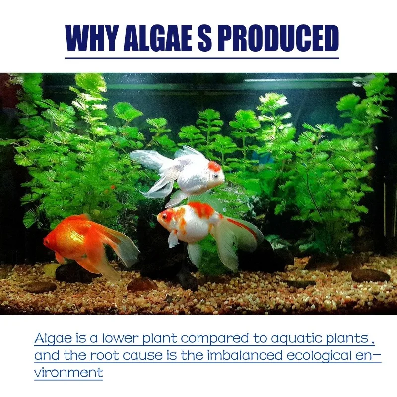 Algaicida de Alta Eficiência 5 - Aquaponics Fish Tank avaliação e preço